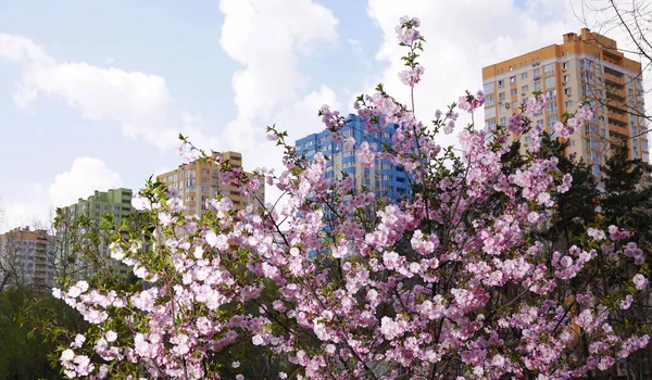 Sakura Spring Flowering Parks City Kiev — Stock Photo, Image