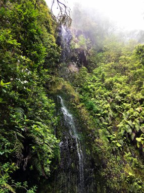 Madeira, Portugal June 23, 2017: Large waterfall among dense vegetation.