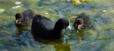 Yaban ördekleri insanlardan korkmadan gölde yüzerler.
