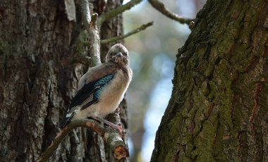 Vahşi kuş Jay ve yuvadaki yavruları