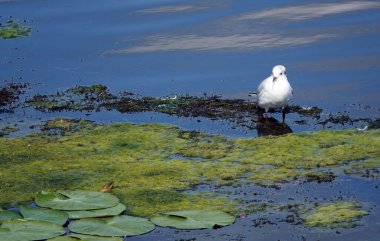 A seagull sits in a river creek among the mud