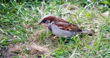 Bir dalda iki serçe oturuyor. Biri sarı civciv.