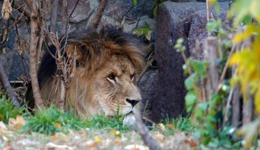 The lion king of beasts sits in the thicket looking out for prey