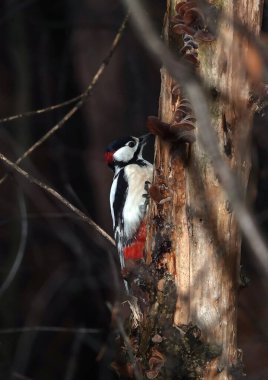 Woodpecker on a tree in the forest during feeding