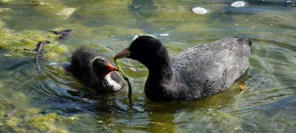 Coot birds swim in the lake without fear of people