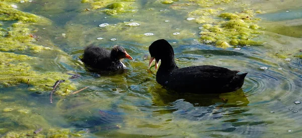 Coot birds swim in the lake without fear of people