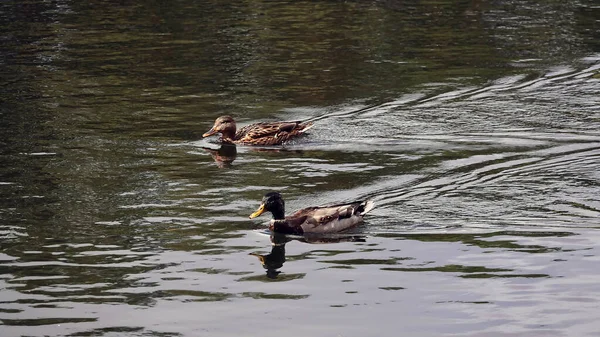 Ducks swim in the lake without fear of people