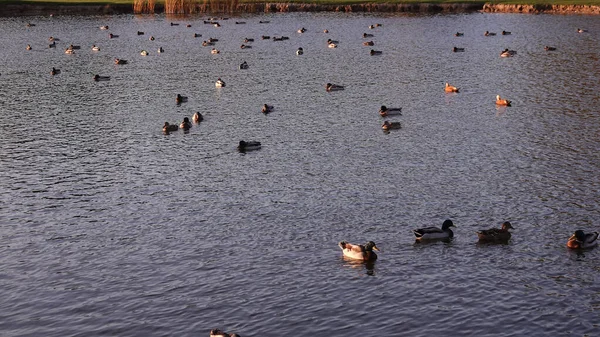 Ducks swim in the lake without fear of people