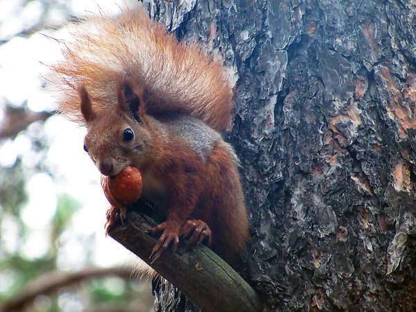 Squirrel sits on a tree knot before feeding