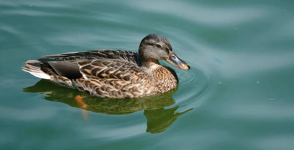 Wild Duck Mallard swims in the backwater - large