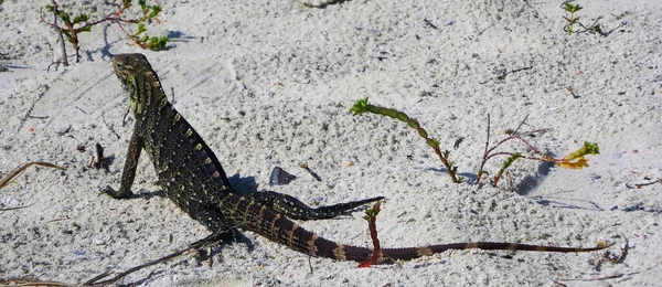 Big monitor lizards walk in the wild