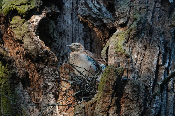 野生の鳥ジェイとその巣の雛 ロイヤリティフリーのストック写真