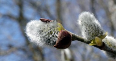 Tüylü filizleri olan söğüt ağacı dalları bahar çiçekleri açıyor.