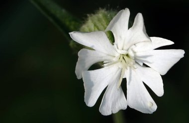 Flowers White drema or white Smolevka is a herbaceous plant, Smolevka genus, Carnation family