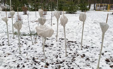 Şehir parkında kış için bitkiler hazırlıyorum.