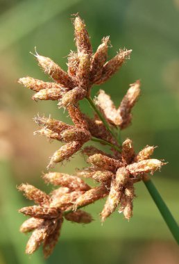 Reed Tabernemontana 'nın tohumları güneş tarafından aydınlatıldı.
