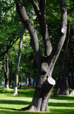 Yeşil yapraklı akçaağaç parka dikilmiş.