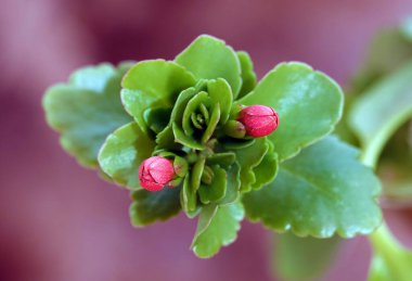 Kalanchoe Blossfeld, Crassulaceae familyasının daimi bir bitkidir..