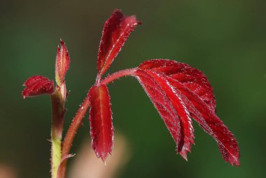 Partenosissus beş yapraklı - yapraklı bir dal