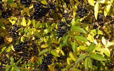 Bir çalılığın dallarında bir sürü Elderberry böğürtlen