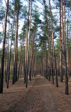 Ukrayna ormanındaki toprak yol.