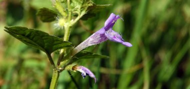 Kıllı Budra ya da Stiff-hair Budra, Lamiaceae familyasından bir bitki türü..