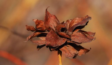 Ormanda kurumuş tohumları olan beyaz söğüt ağacı