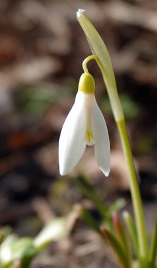 Kar tanesi çiçeği ya da Galanthus (süt çiçeği), Liliaceae familyasından bir bitki türü.