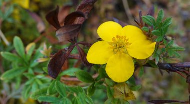 Çiçekli Pentate çalısı ya da Kuril çayı veya Potentilla, Rosaceae familyasından bir çalı bitkisidir.