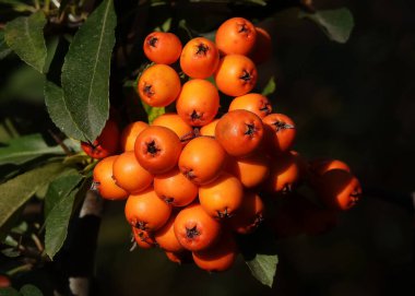 Ağaç dallarında bir sürü yaban mersini