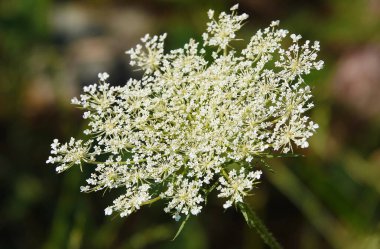 Çiçek havucu yabani veya yaygın, Umbelliferae familyasından bir bitkidir.