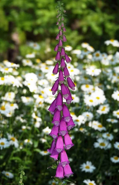 Purple foxglove flower is a herbaceous plant belonging to the Umbelliferae family.