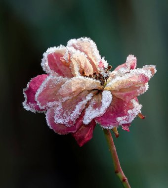 Gül çiçeği yakın plan, Rosaceae familyasından uzun ömürlü bir çalı bitkisidir.