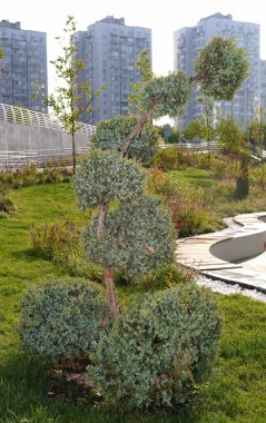 Şehirde yetişen Boxwood Evergreen veya Kafkas palmiyesi