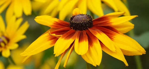 Flower Rudbeckia Black Eyed Susan Flower Uma Planta Herbácea Família — Fotografia de Stock