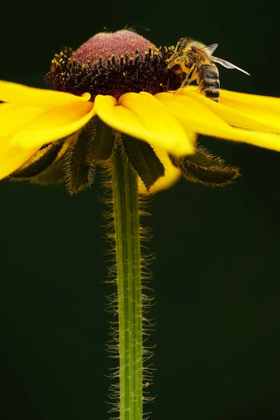 Flower Rudbeckia Black Eyed Susan Flower Herbaceous Plant Family Asteraceae — Stock Photo, Image