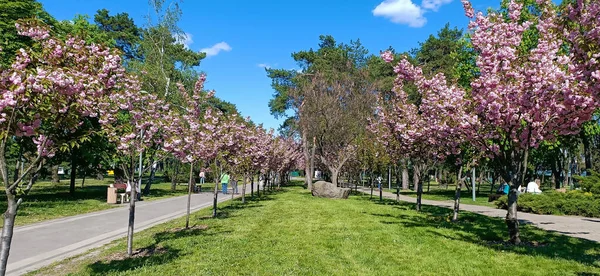 Sakura Eller Småtandade Körsbär Kiev Parken Träd Prydnadsväxt Underfamilj Plommon — Stockfoto