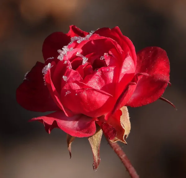 Rose Flower Close Est Une Plante Brousse Vivace Famille Des — Photo