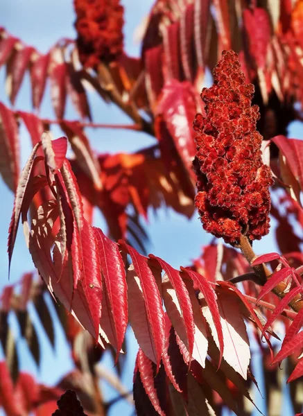 Hoorn Van Een Sumac Met Fluweelachtige Bladstelen — Stockfoto