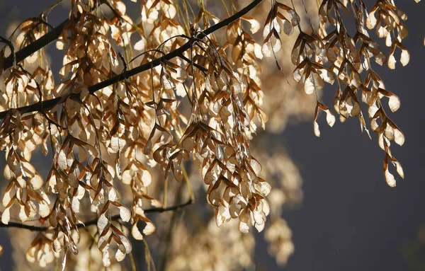 Ash tree with seeds shining in the sun