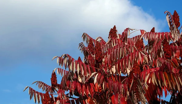 Stag-horned sumac tree with velvety petioles