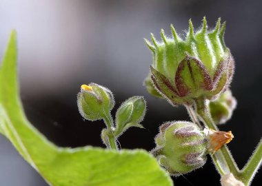 Theophrastus (Avicenna Halat Çiçeği), Malvaceae familyasından bir bitki türü..