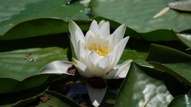 Çiçekler. Nilüfer çiçeği, bembeyaz, bembeyaz veya kar beyazı uzun ömürlü bir bitkidir.
