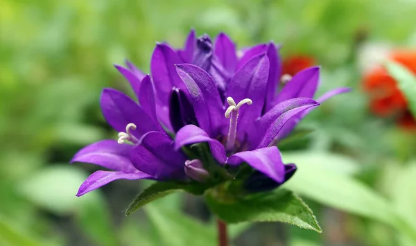 Kwiat Dzwon Kwiat Lub Zatłoczony Kwiat Dzwonu Lub Pirenejski Bellefleur — Zdjęcie stockowe