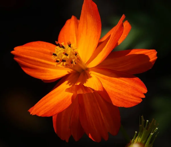 Sulfur-yellow Cosmea flower is an annual flowering plant of the Asteraceae family.