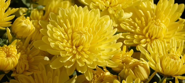 花畑菊または桑菊 または中国菊は植物 アスタリスク科 菊属です — ストック写真
