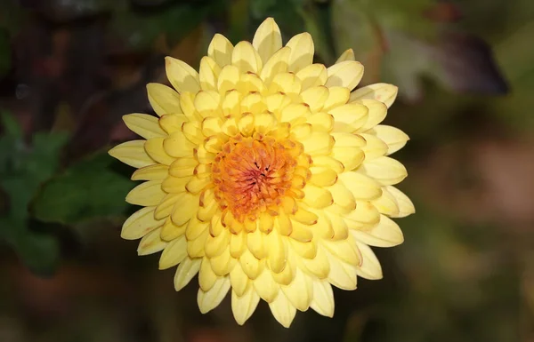 Flower Garden Chrysanthemum Vagy Mulberry Chrysanthemum Vagy Kínai Chrysanthemum Egy — Stock Fotó