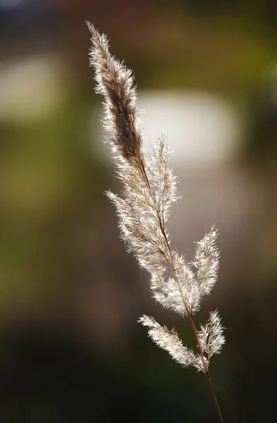 Canne Comuni Piante Fiore Okeret — Foto Stock