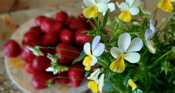 Violet flower is a herbaceous plant, Violet family and strawberries on the table