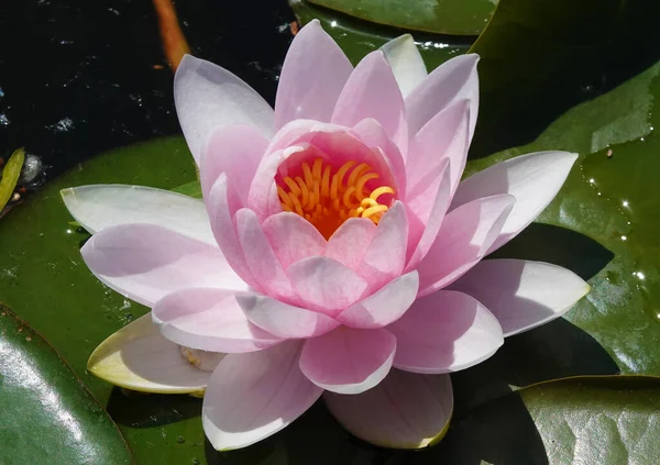 Flowers Water lily tetrahedral or water lily is a perennial herb, family Water lilies